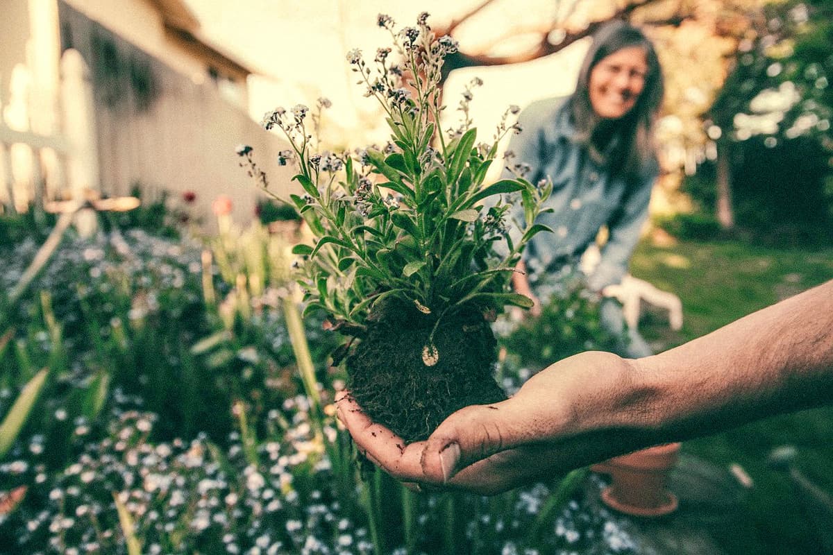 Benefícios da Jardinagem Para a Saúde Mental: A Cura Pela Natureza